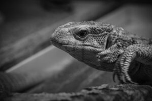 日勤帯とは何を指し、どのようなメリットがあるのか？